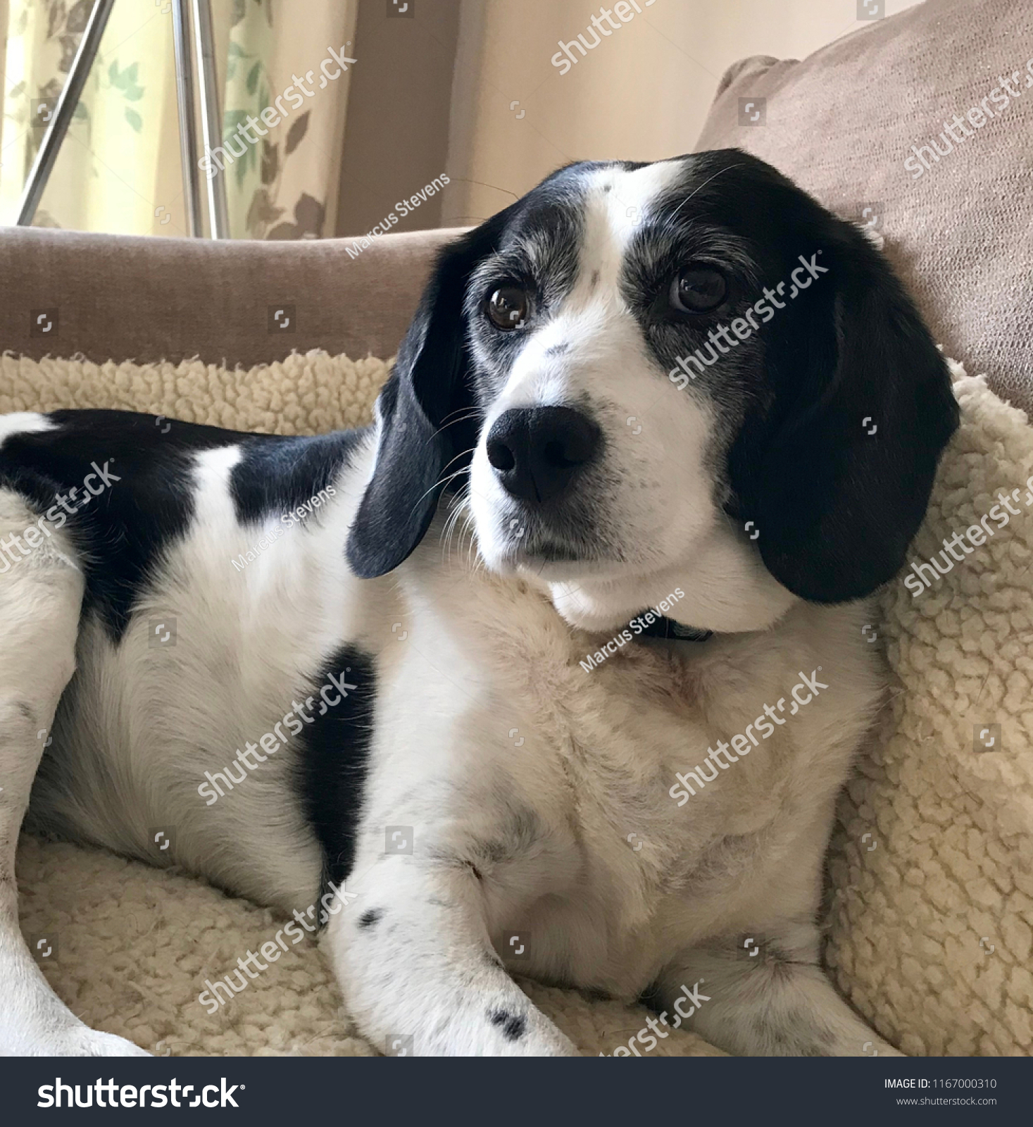 springer spaniel beagle mix puppy