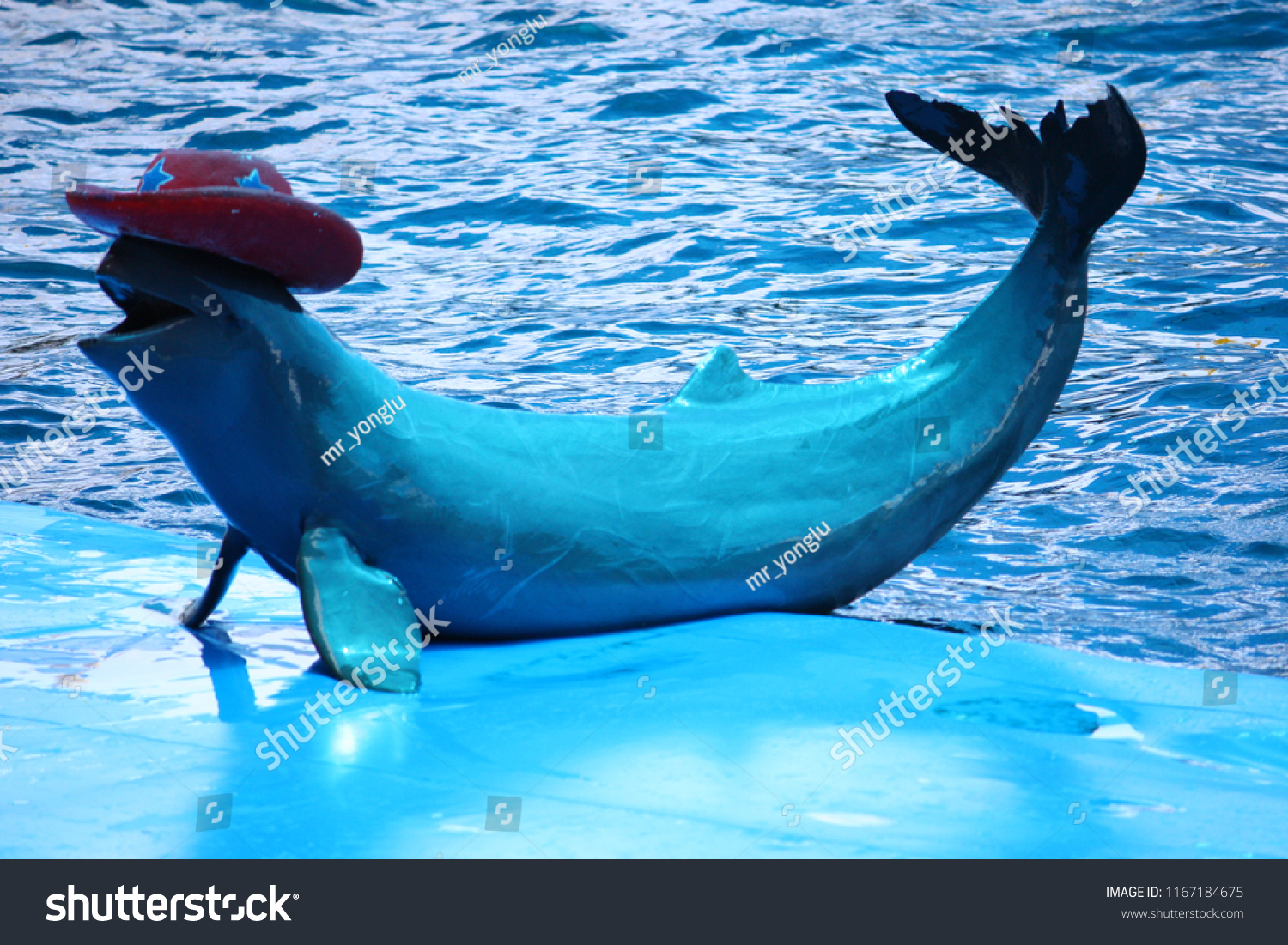 dolphin with hat