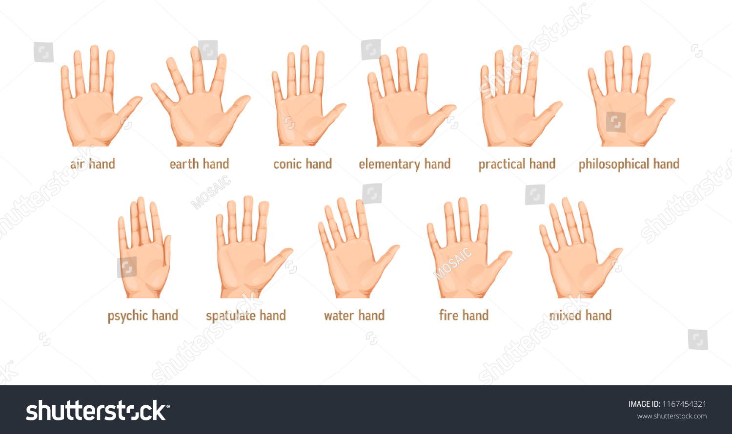 Vector Set Different Forms Palms Palmistry Stock Vector (Royalty Free ...