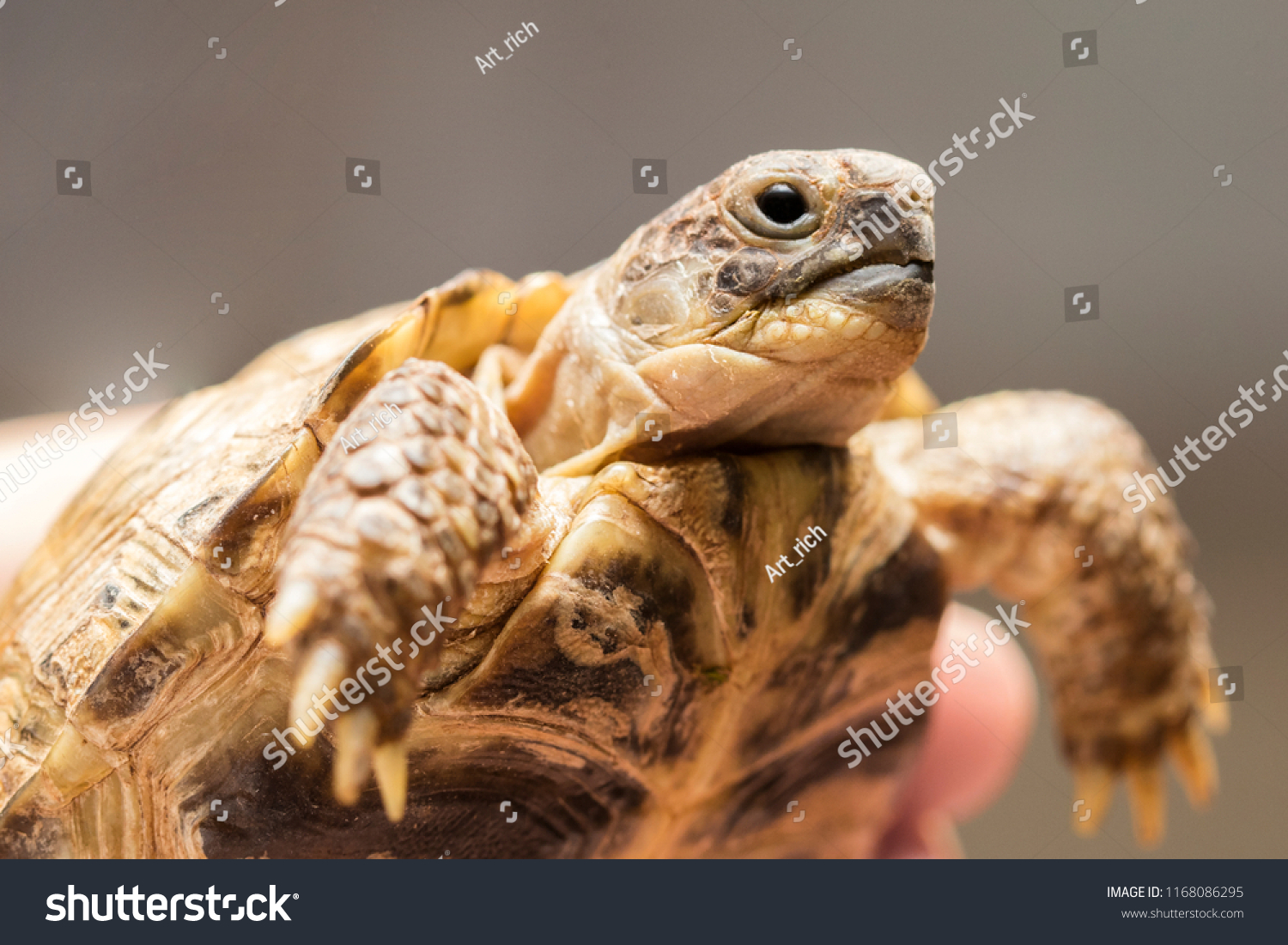 23 Terrestrial Pet Turtles In The House Images, Stock Photos & Vectors ...