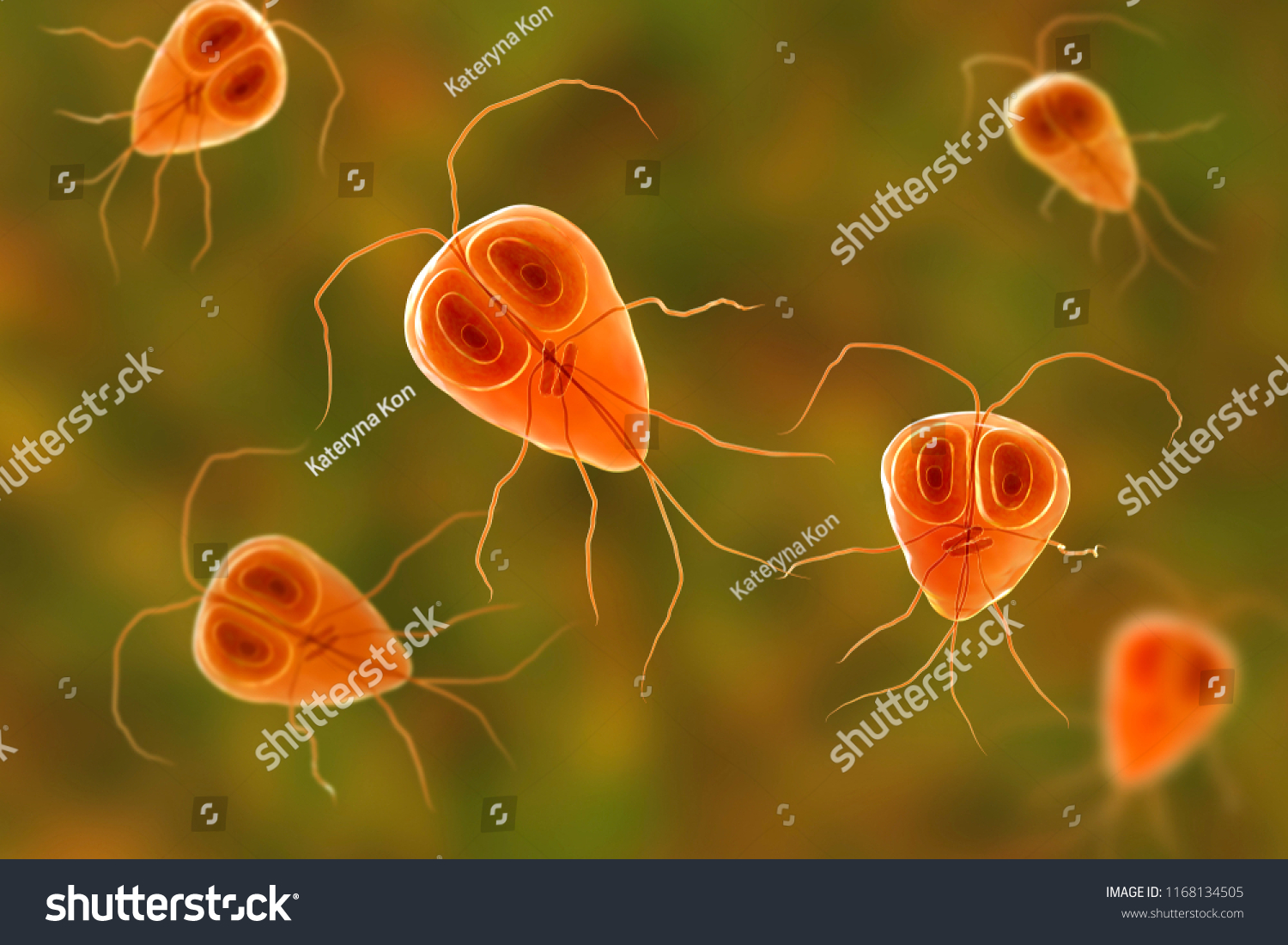 Giardia Intestinalis Protozoan Formely Known G стоковая иллюстрация 1168134505 Shutterstock 4509