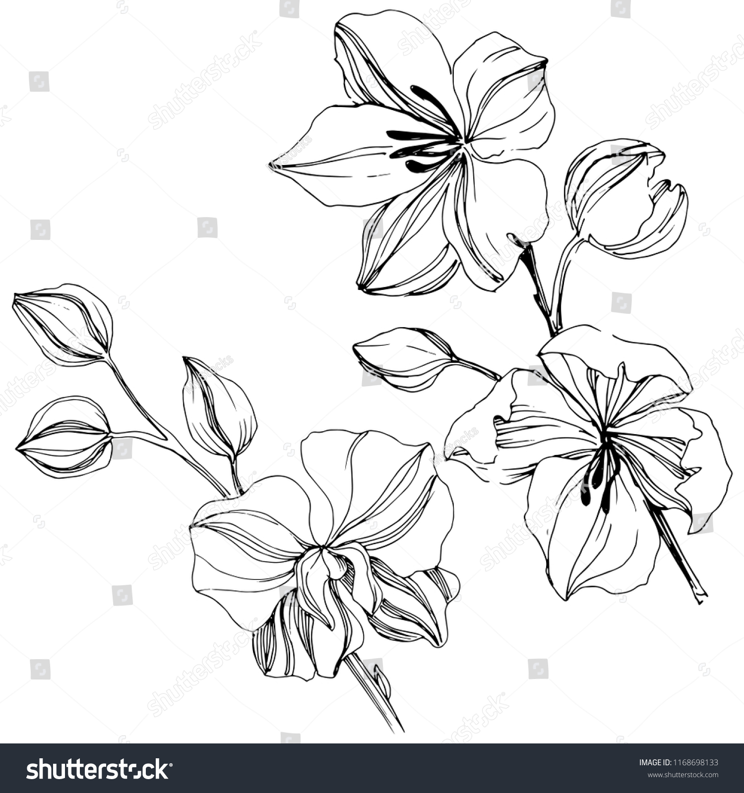 Vector Tropical Orchid Flower Floral Botanical Stock Vector (Royalty ...