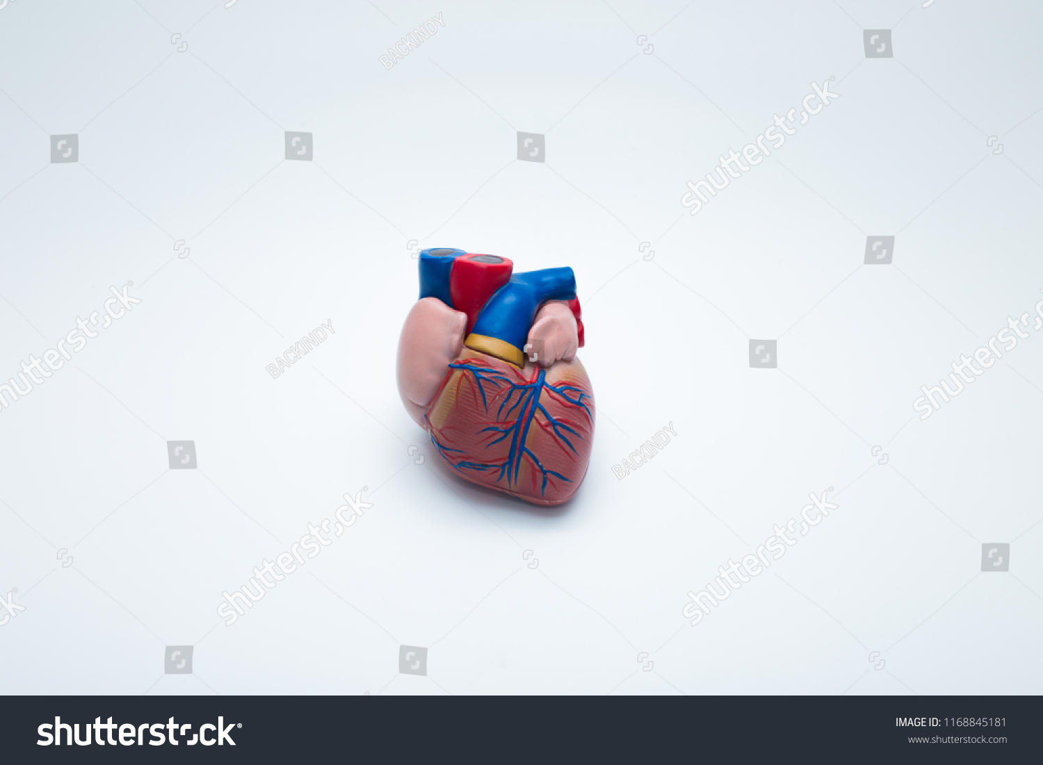 Anatomically Correct Model Human Heart Ventricles Stock Photo Shutterstock