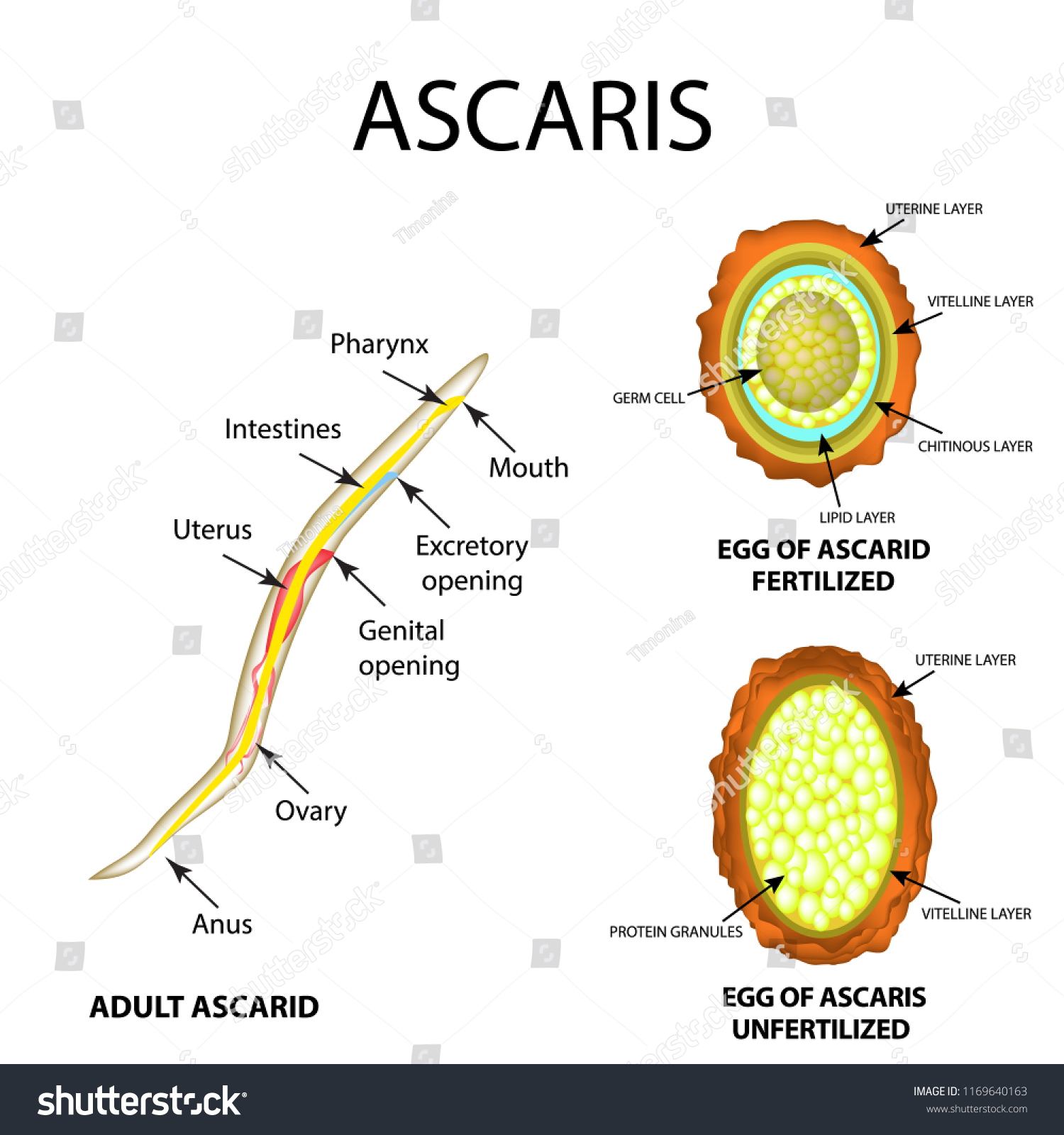Ascaris Structure Adult Fertilized Unfertilized Egg Stock Illustration ...