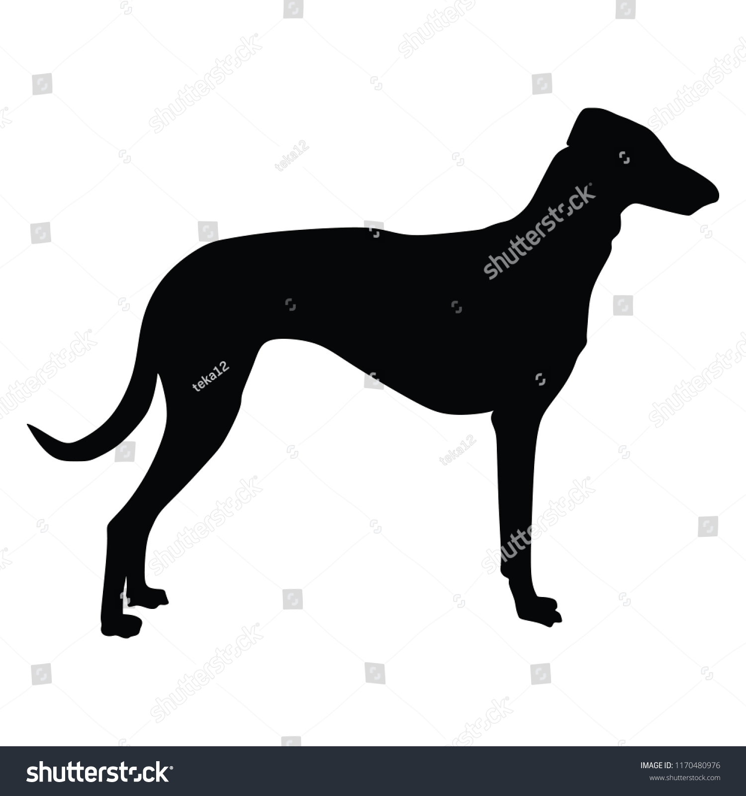 Portrait Greyhound Dog Vector Illustration Isolated Stock Vector ...