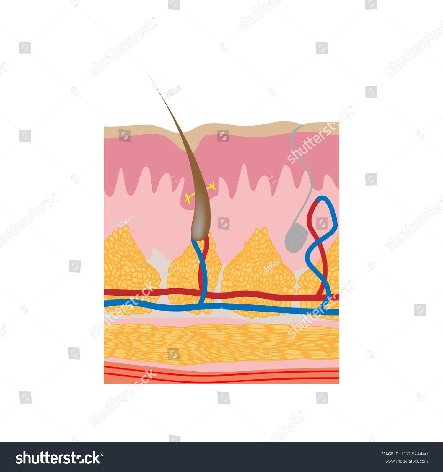 Human Skin Layers Vector Illustration Stock Vector (Royalty Free ...