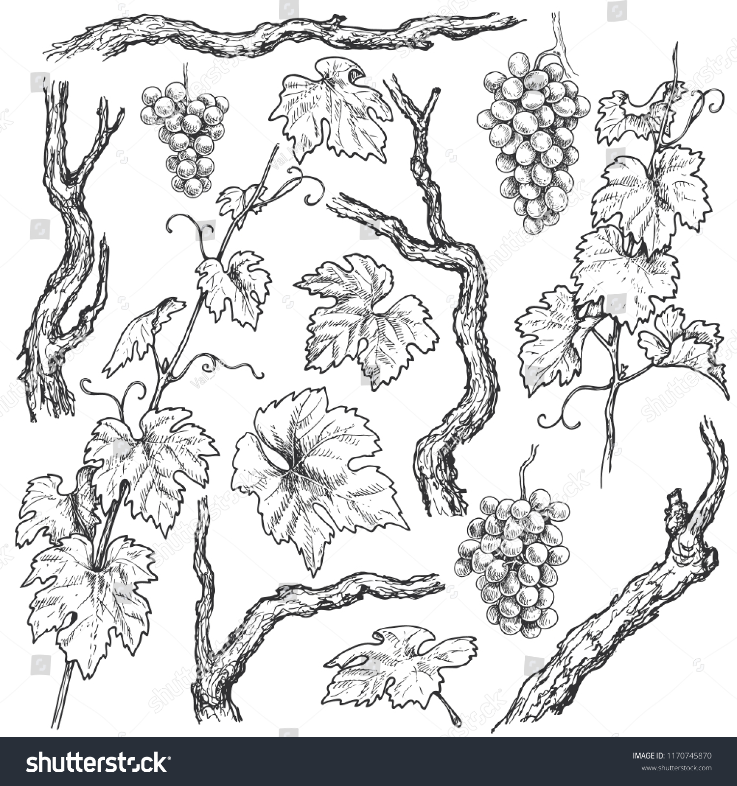 Виноградный лист Графика
