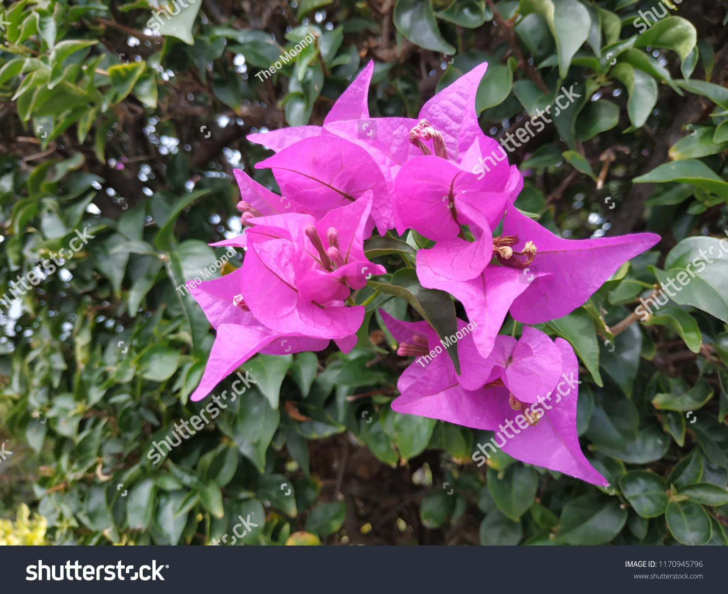 Bougainvillea Wallpaper Background Hd Stock Photo 1170945796 | Shutterstock