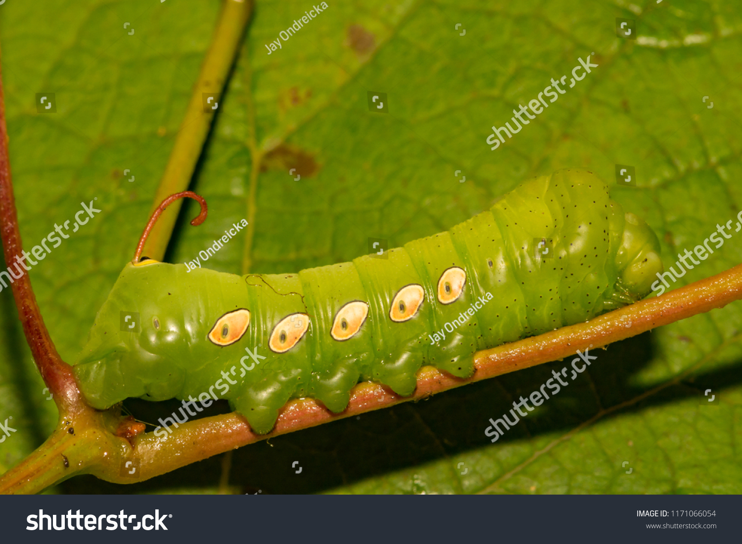 Pandora Sphinx Moth Caterpillar Eumorpha Pandorus Stock Photo ...