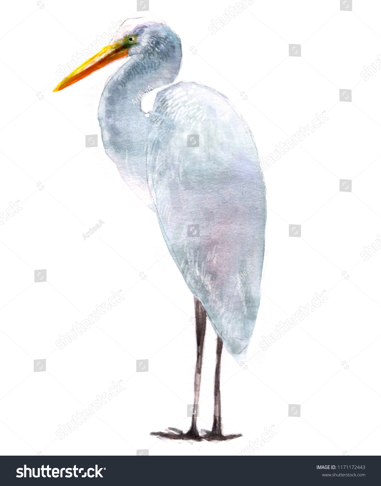 Watercolor Illustration Herons Isolated Drawing Hand Stock Illustration 