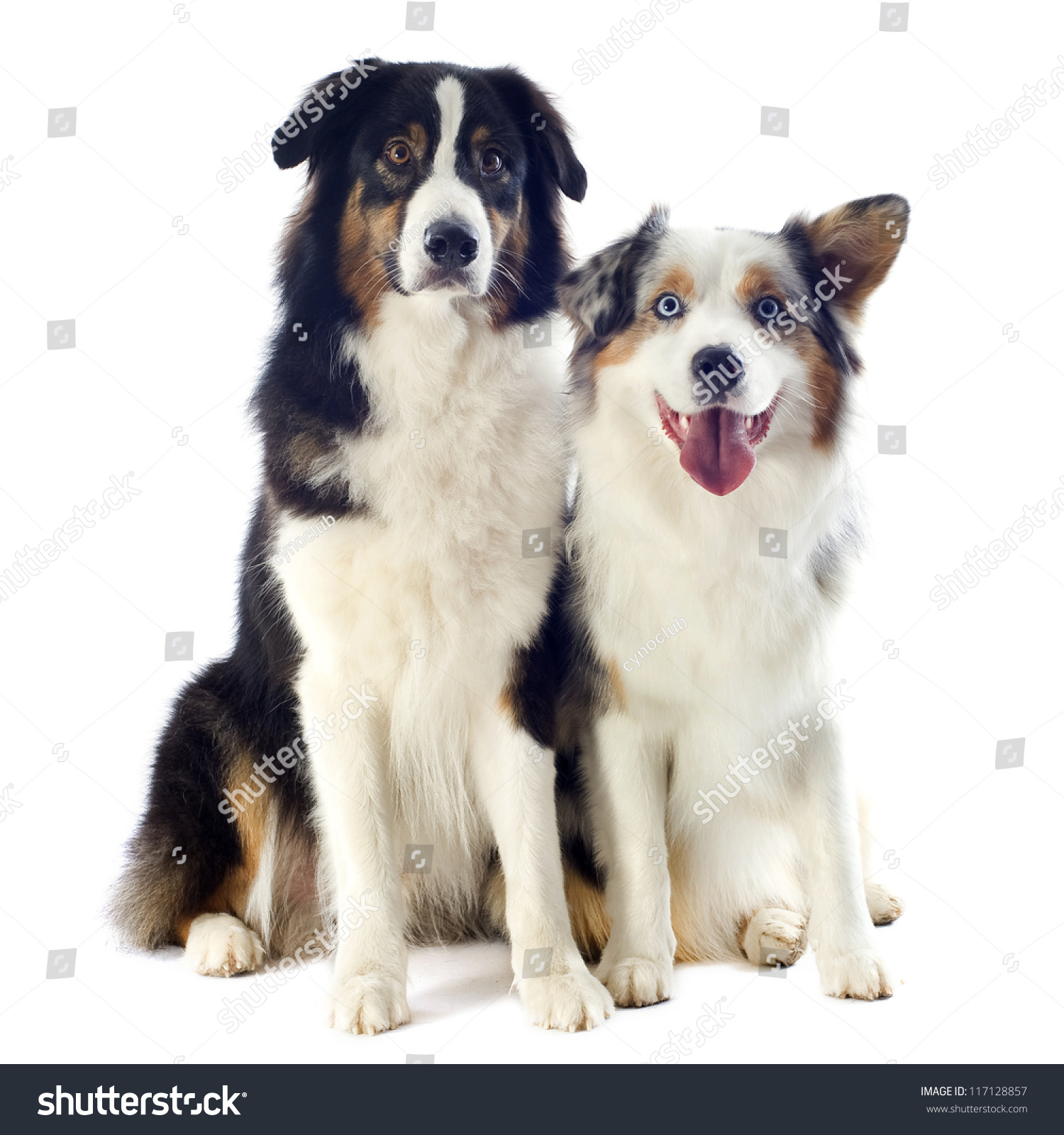 Purebred Australian Shepherds Front White Background Stock Photo ...