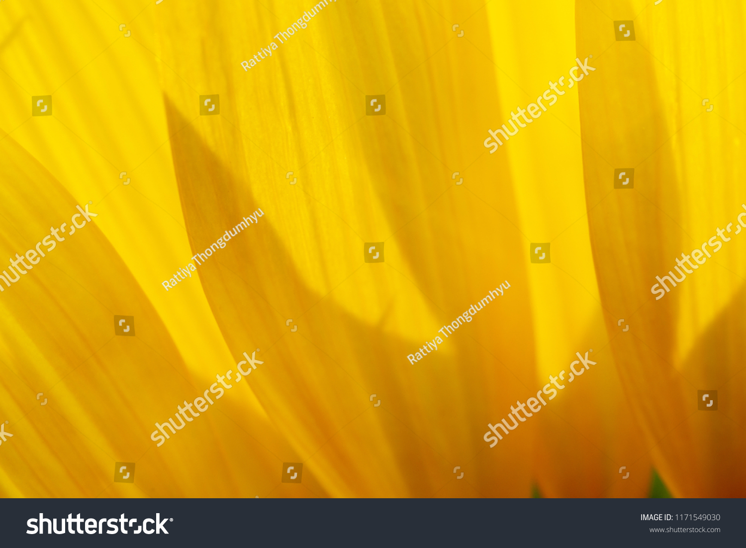 Background Flowers Frame Beautiful Flower Background Stock Photo