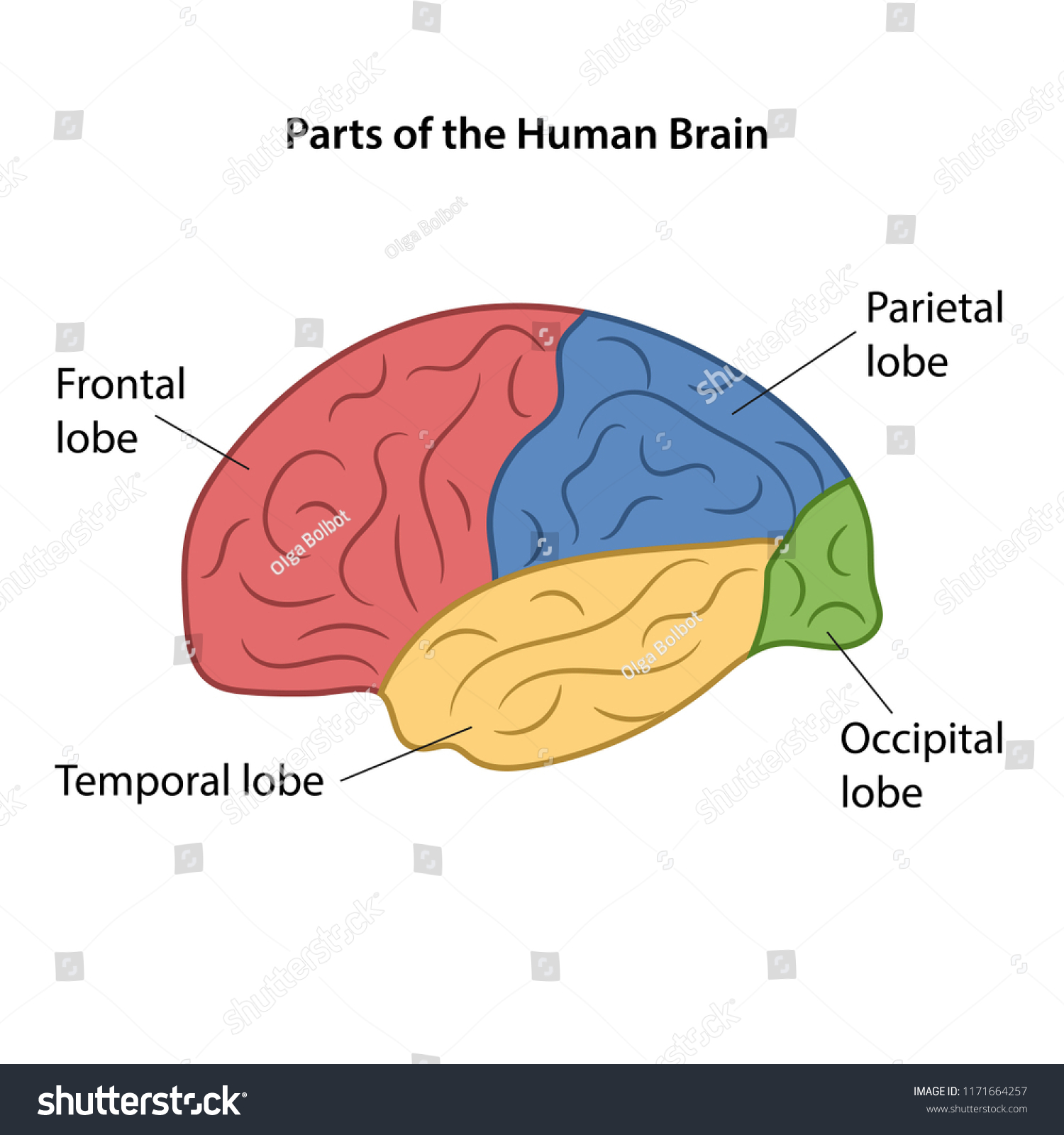 Parts Human Brain Vector Illustration Stock Vector (Royalty Free ...