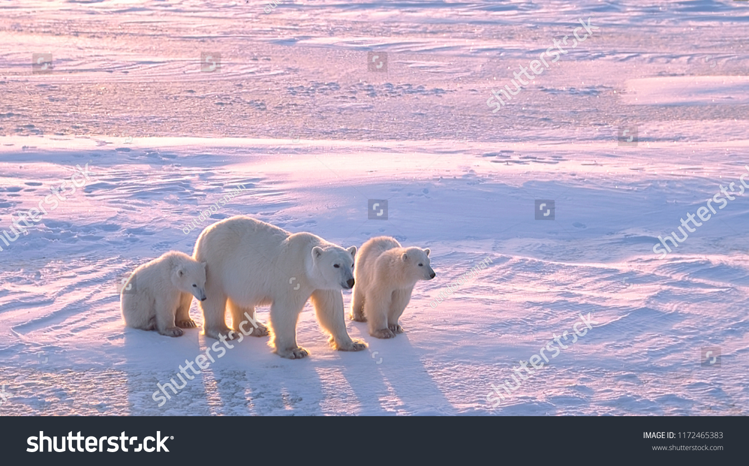 10,352 Polar bear canada Images, Stock Photos & Vectors | Shutterstock