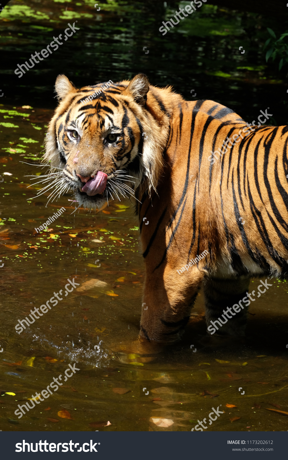 Sumatran Tiger Sunda Island Tiger Panthera Stock Photo 1173202612