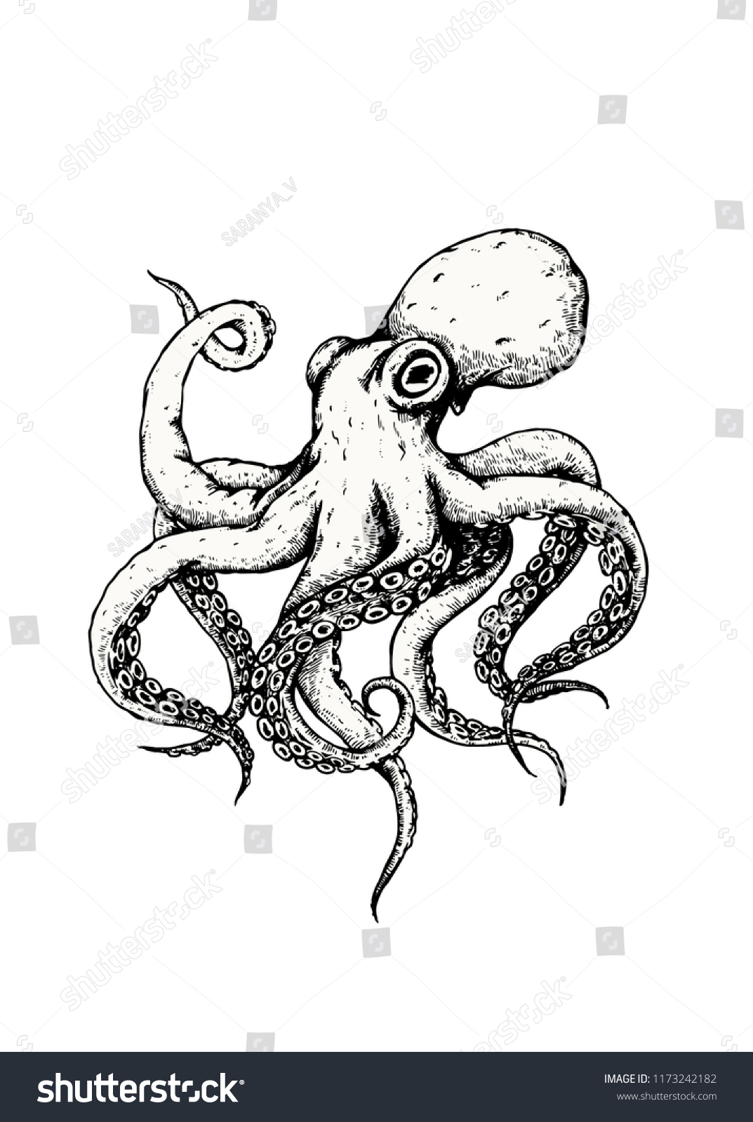 Octopus Hand Drawn On White Background Stock Vector (Royalty Free ...