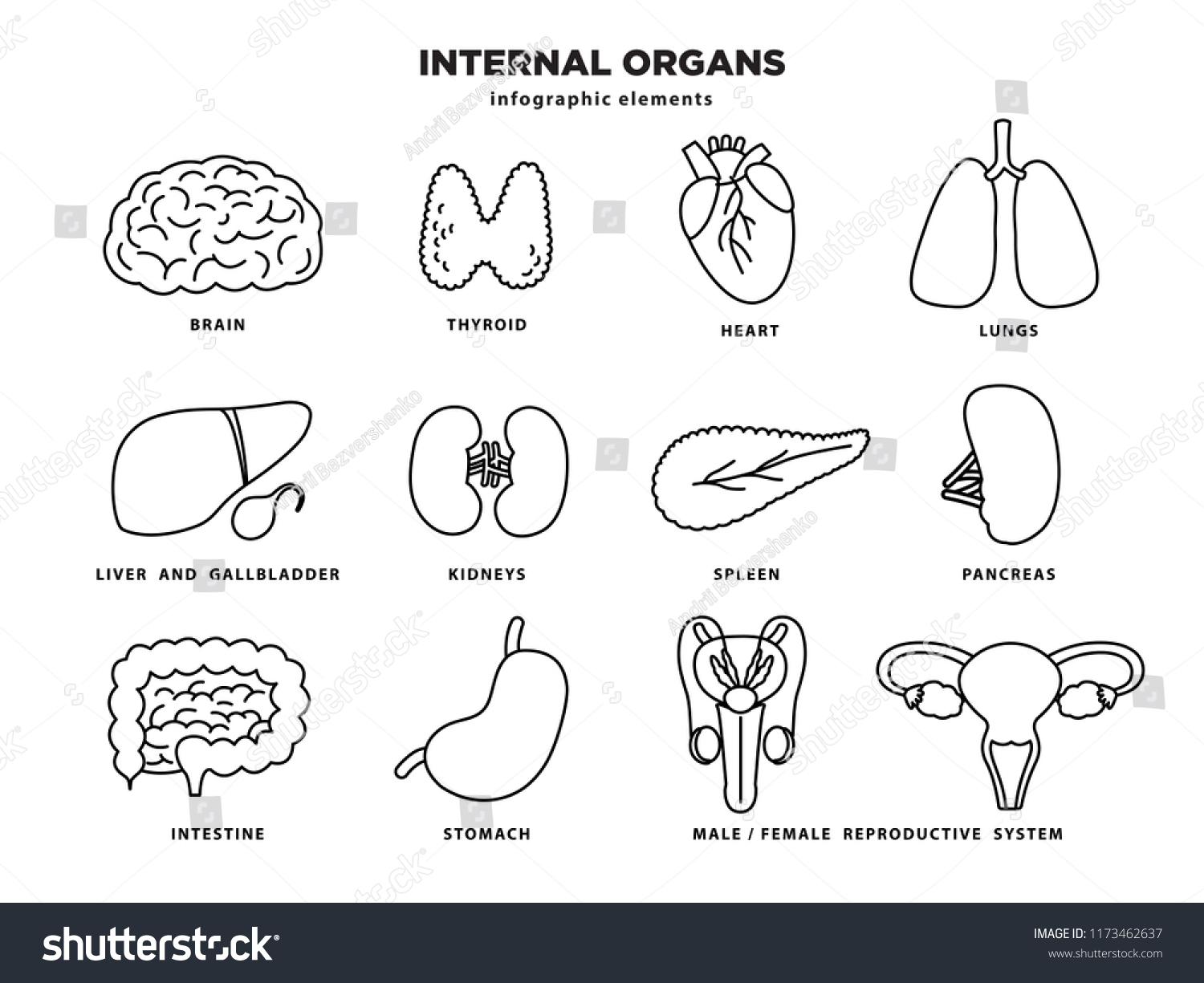 Internal Organs Icon Set Human Organs Stock Vector (Royalty Free ...