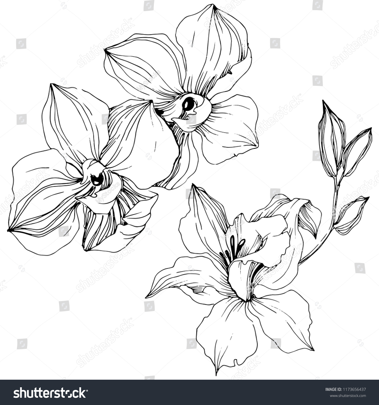 Vector Tropical Orchid Flower Floral Botanical Stock Vector (Royalty ...