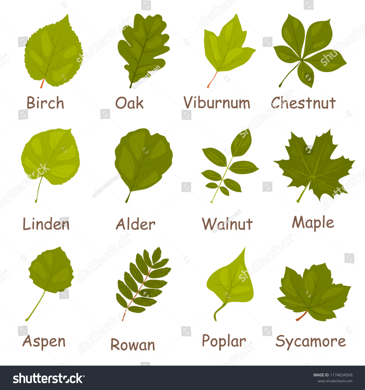 Green Tree Leaves Color Vector Icons Stock Vector (Royalty Free ...