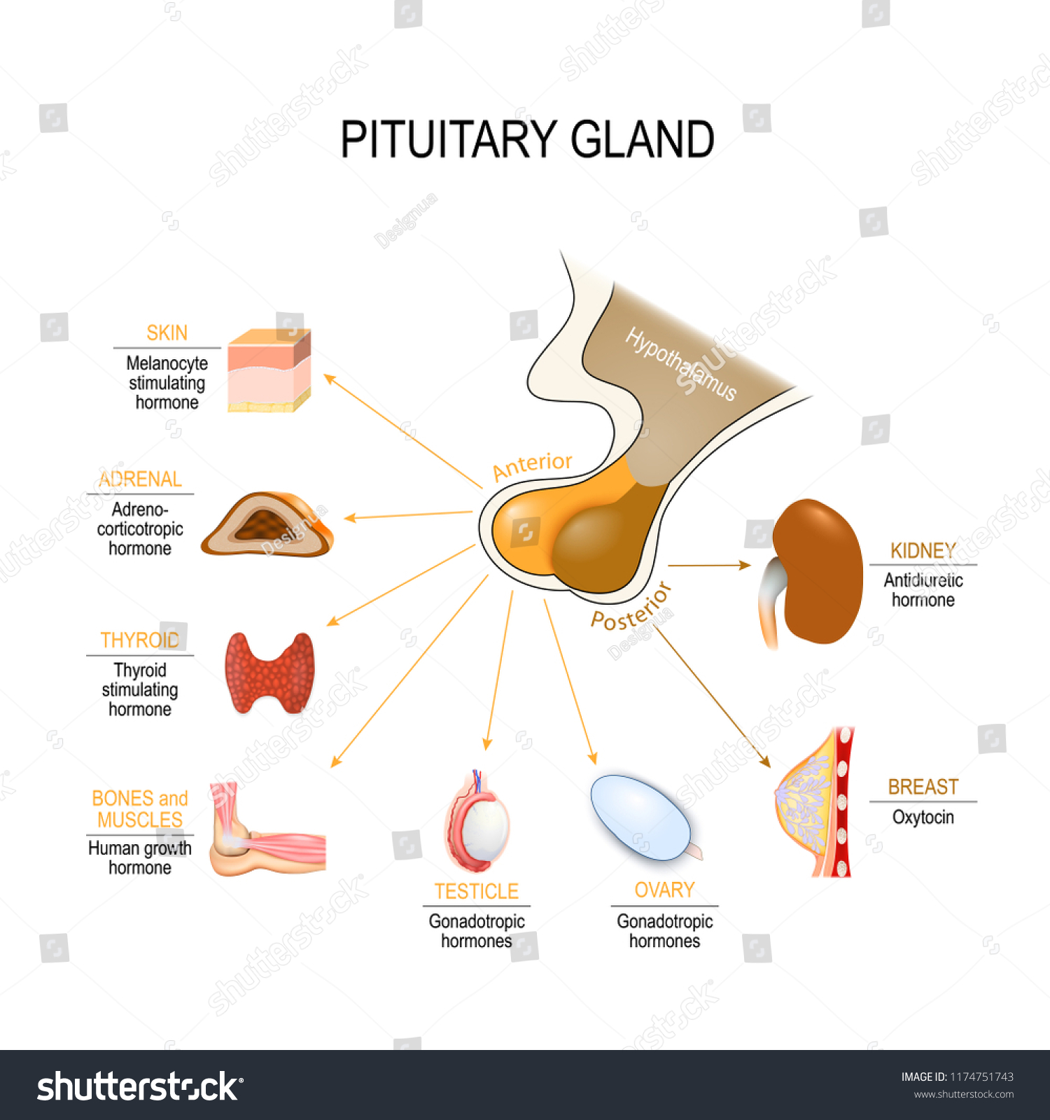 Pituitary Hormone Functions Two Lobes Anterior Stock Vector (Royalty ...