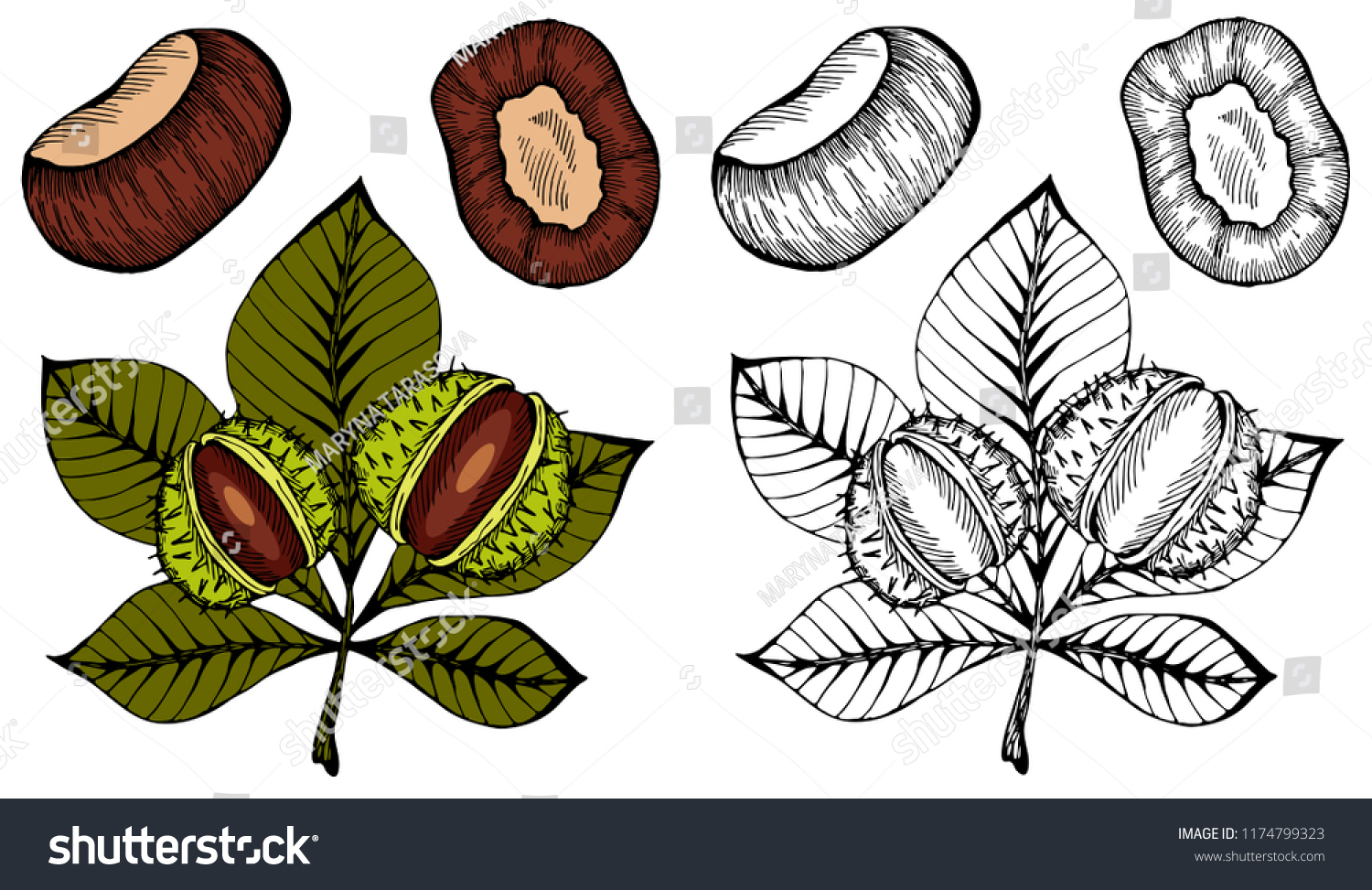 Nut Leaf icon