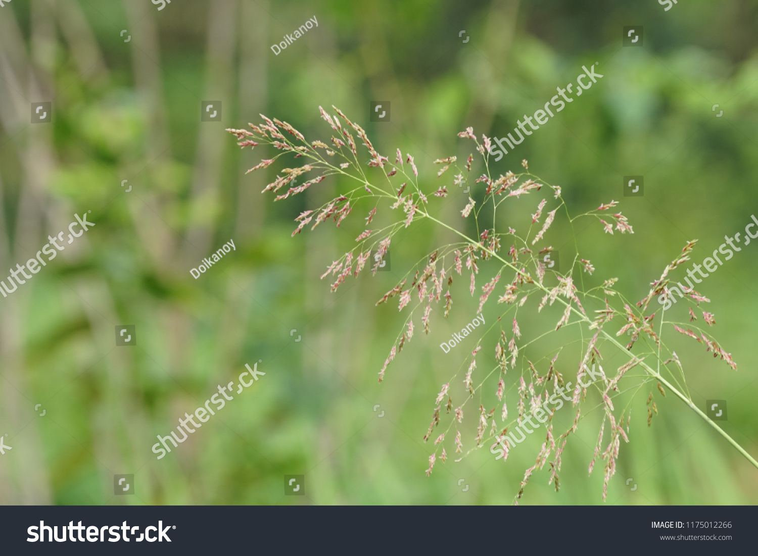 Johnsongrass Sorghum Halepense Sudan Grass Stock Photo 1175012266 ...