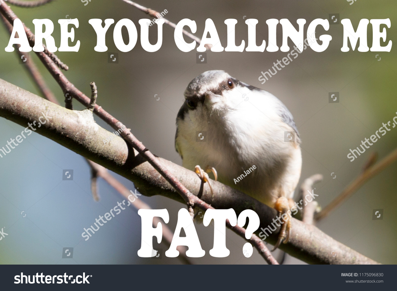 Bird Memes You Calling Me Fat Stok Fotoğrafı 1175096830 Shutterstock.