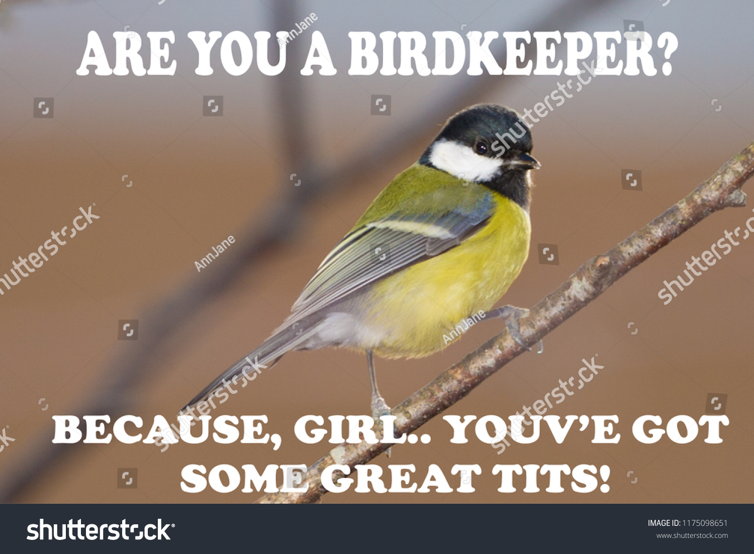 [Image: stock-photo-funny-bird-memes-girl-you-ha...098651.jpg]