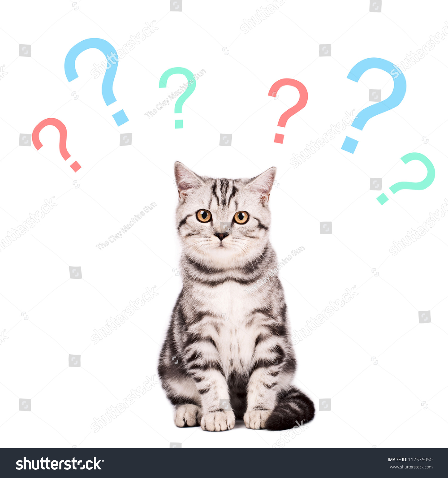 Portrait Misunderstanding British Shorthaired Cat On Stock Photo ...