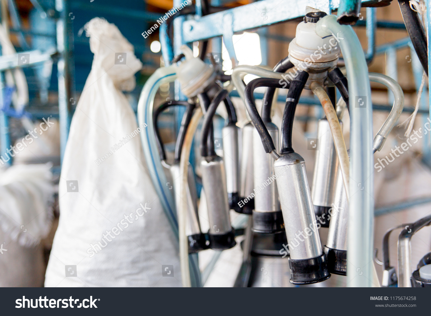 Cow Milking Facility Mechanized Milking Equipment Stock Photo ...