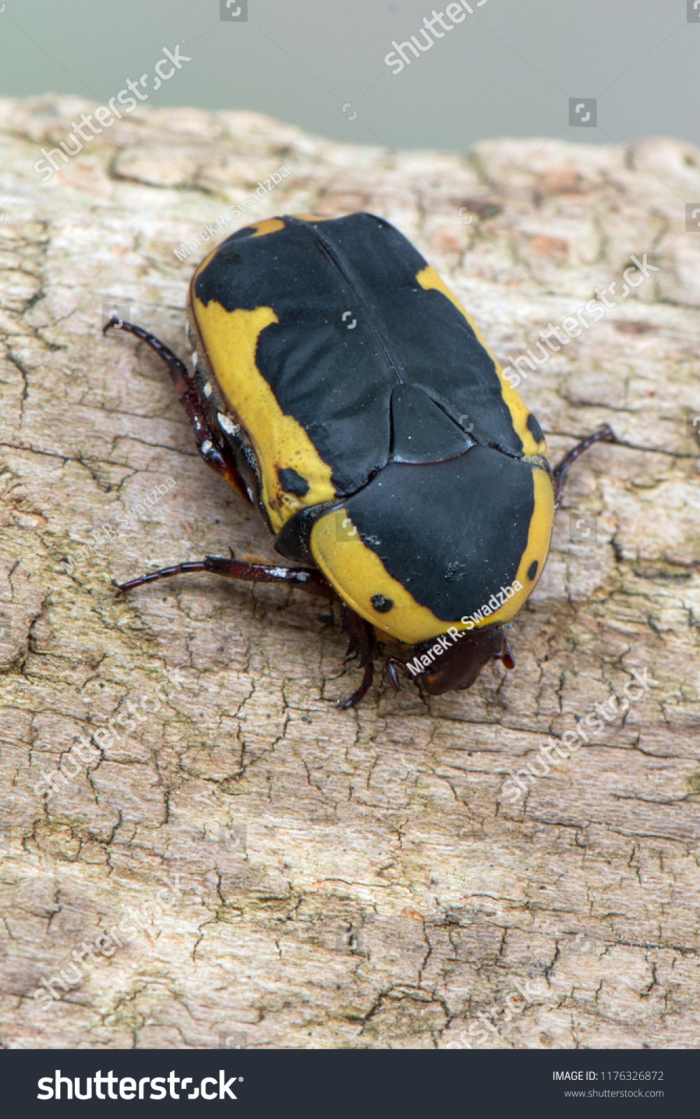 Scarab Beetle Pachnoda Flaviventris Stock Photo 1176326872 | Shutterstock