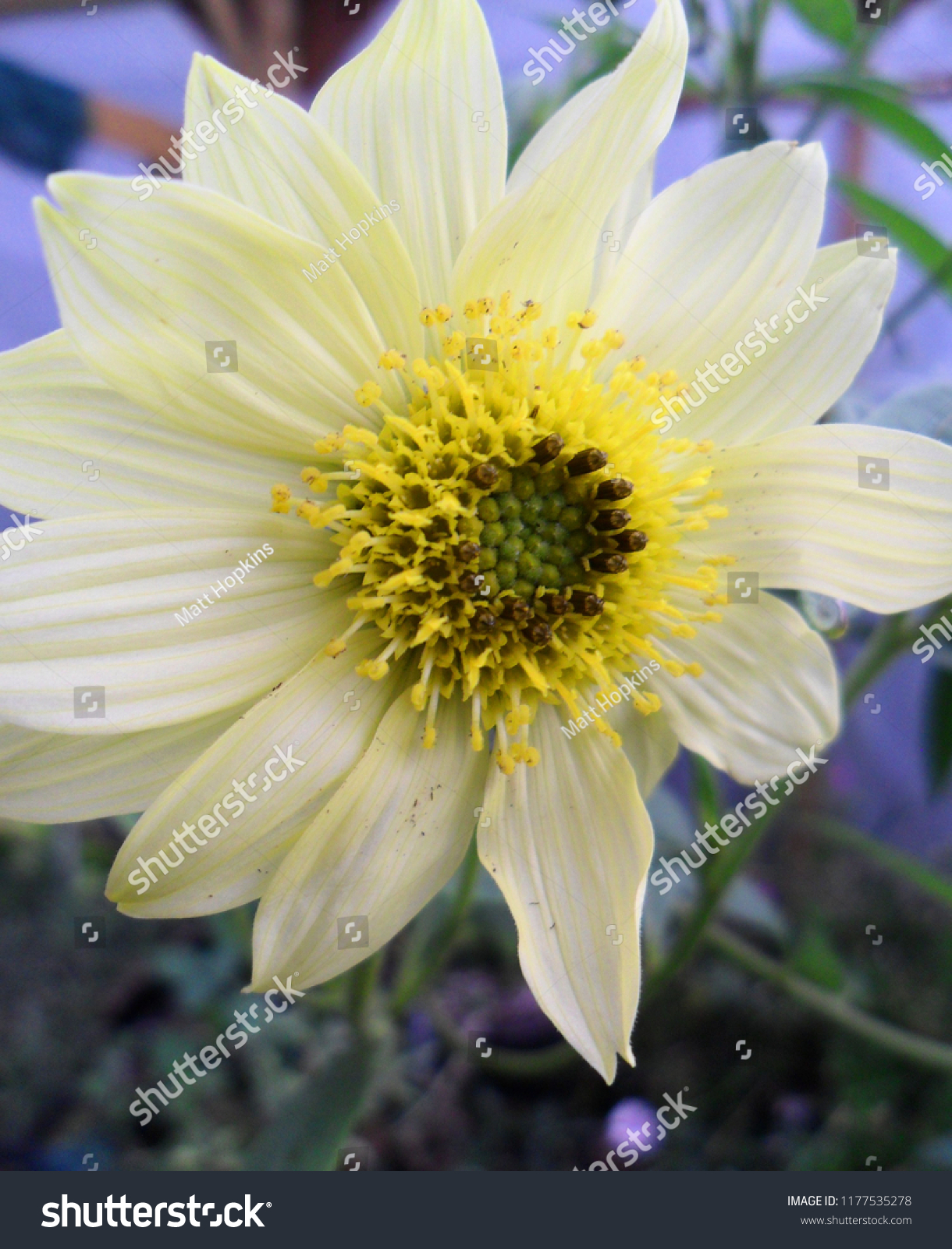 Helianthus Giganteus Sheilas Sunshine Perennial Sunflower Stock Photo