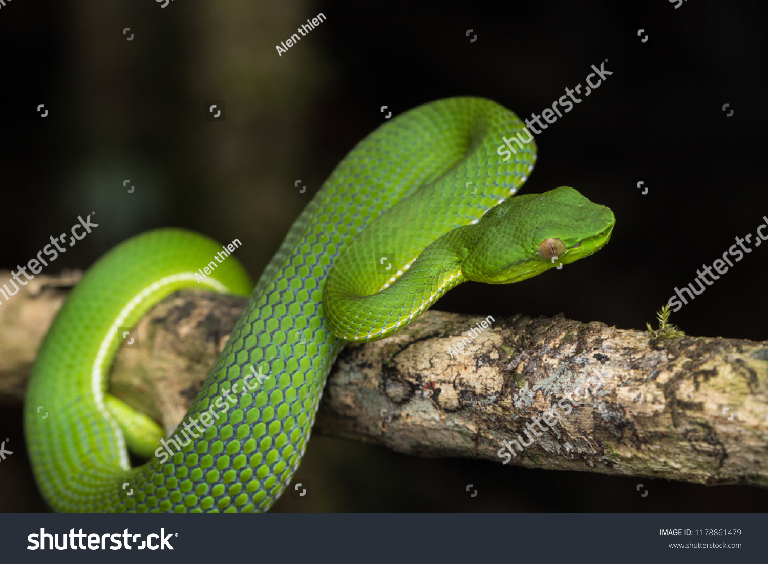 Very Venomous Endemic Snake Sabah Bamboo Stock Photo 1178861479 