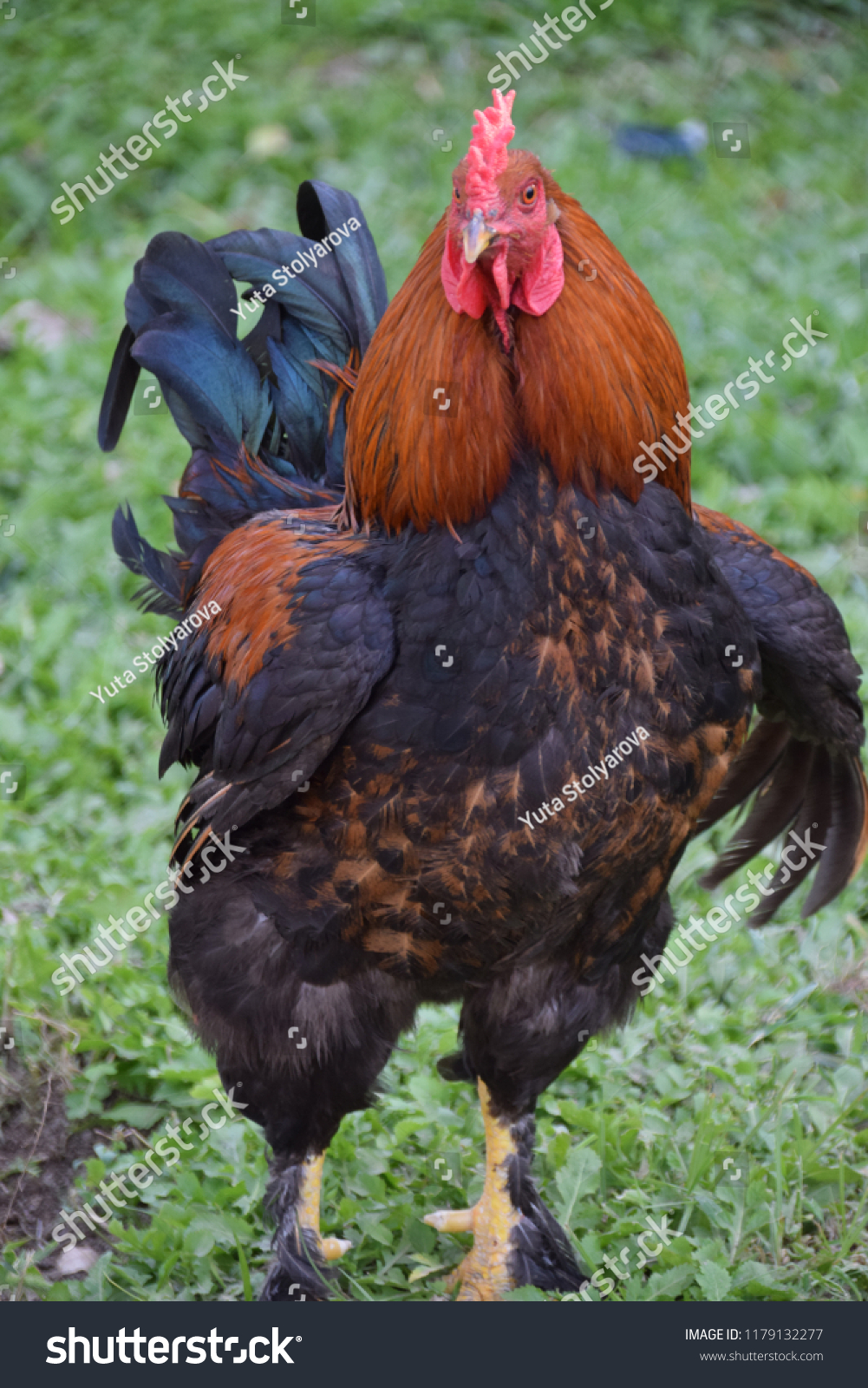 Big Blavk Cock