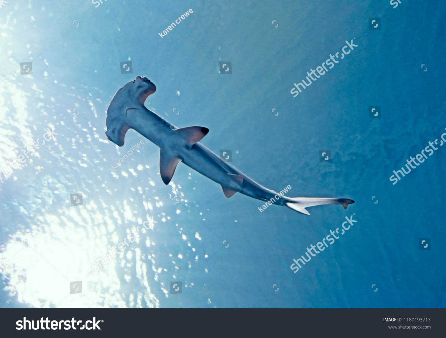 41 Shark come up the sea Images, Stock Photos & Vectors | Shutterstock