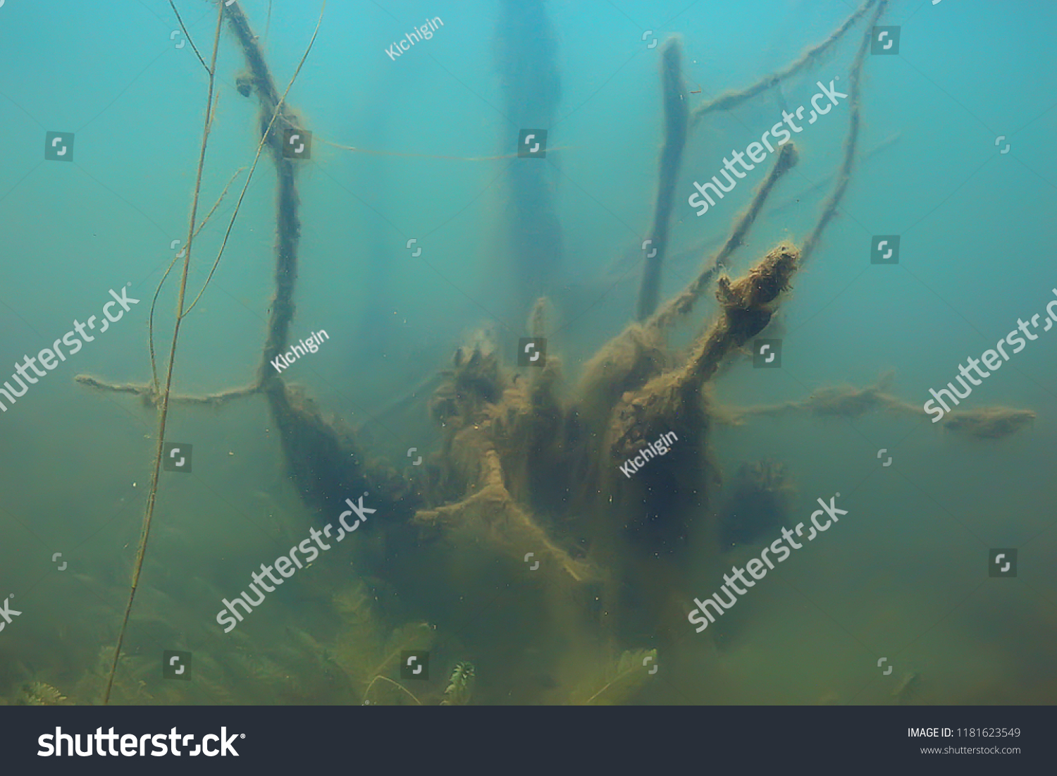 Mangrove Forest Underwater Photo Flooded Trees Stock Photo Shutterstock