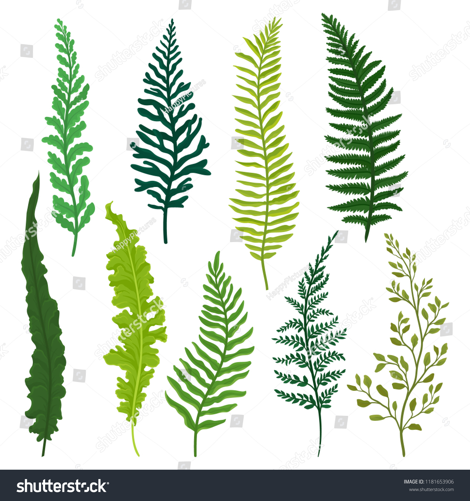 Flat Vector Set Different Types Fern Stock Vector (Royalty Free ...