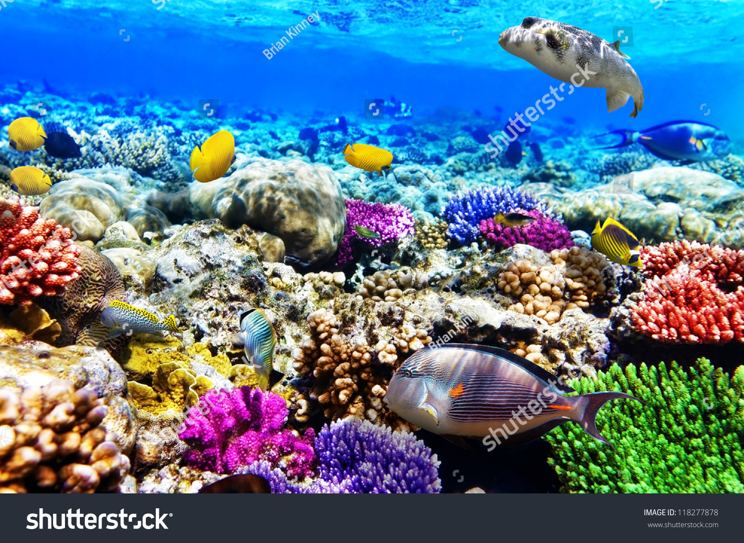 Коралловые рифы в хургаде. Риф Шарм-Эль-Шейх. Подводный риф Шарм-Эль-Шейх. Красное море риф Шарм Эль Шейх. Коралловый риф в Шарм Эль Шейхе.