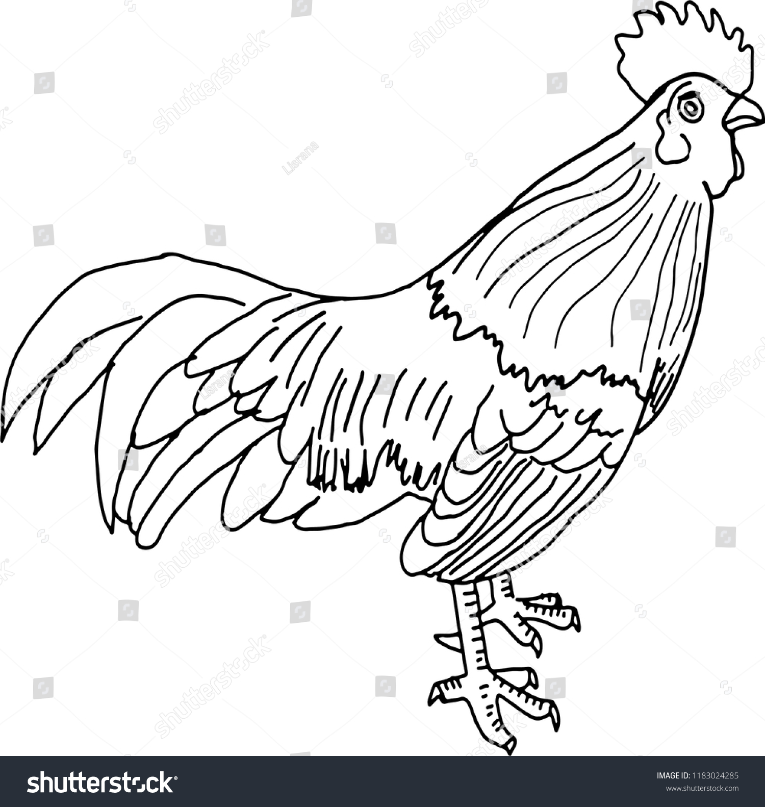 Hand Drawn Cute Cock Vector Stock Vector Royalty Free 1183024285 Shutterstock