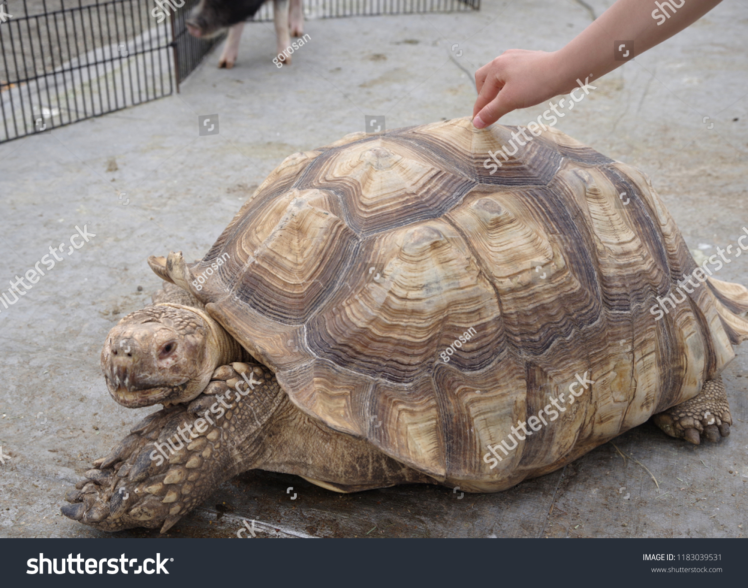 big shell turtle