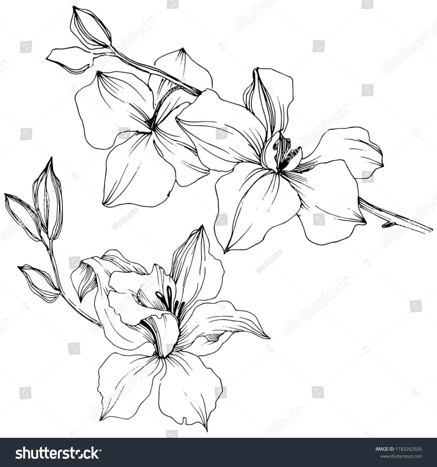 Tropical Orchid Flower Floral Botanical Flower Stock Illustration ...