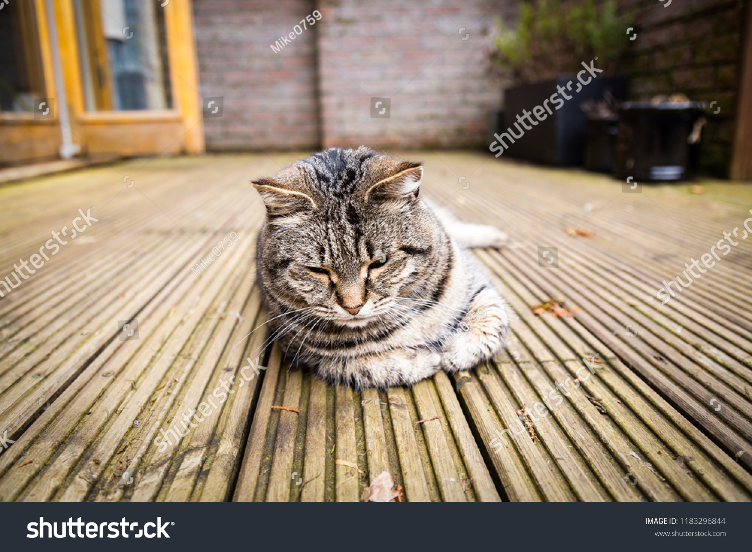 Sad Tabby Cat Garden Stock Photo 1183296844 | Shutterstock