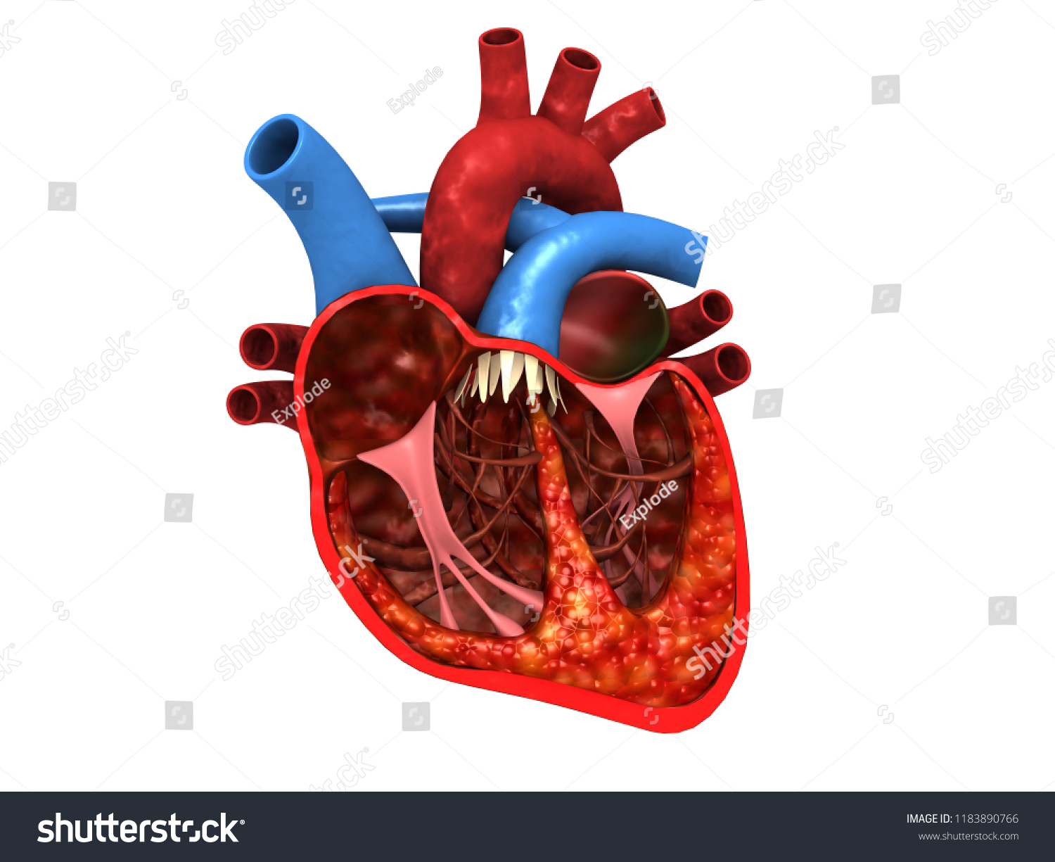 Human Heart Anatomy 3d Render 스톡 일러스트 1183890766 Shutterstock 6490