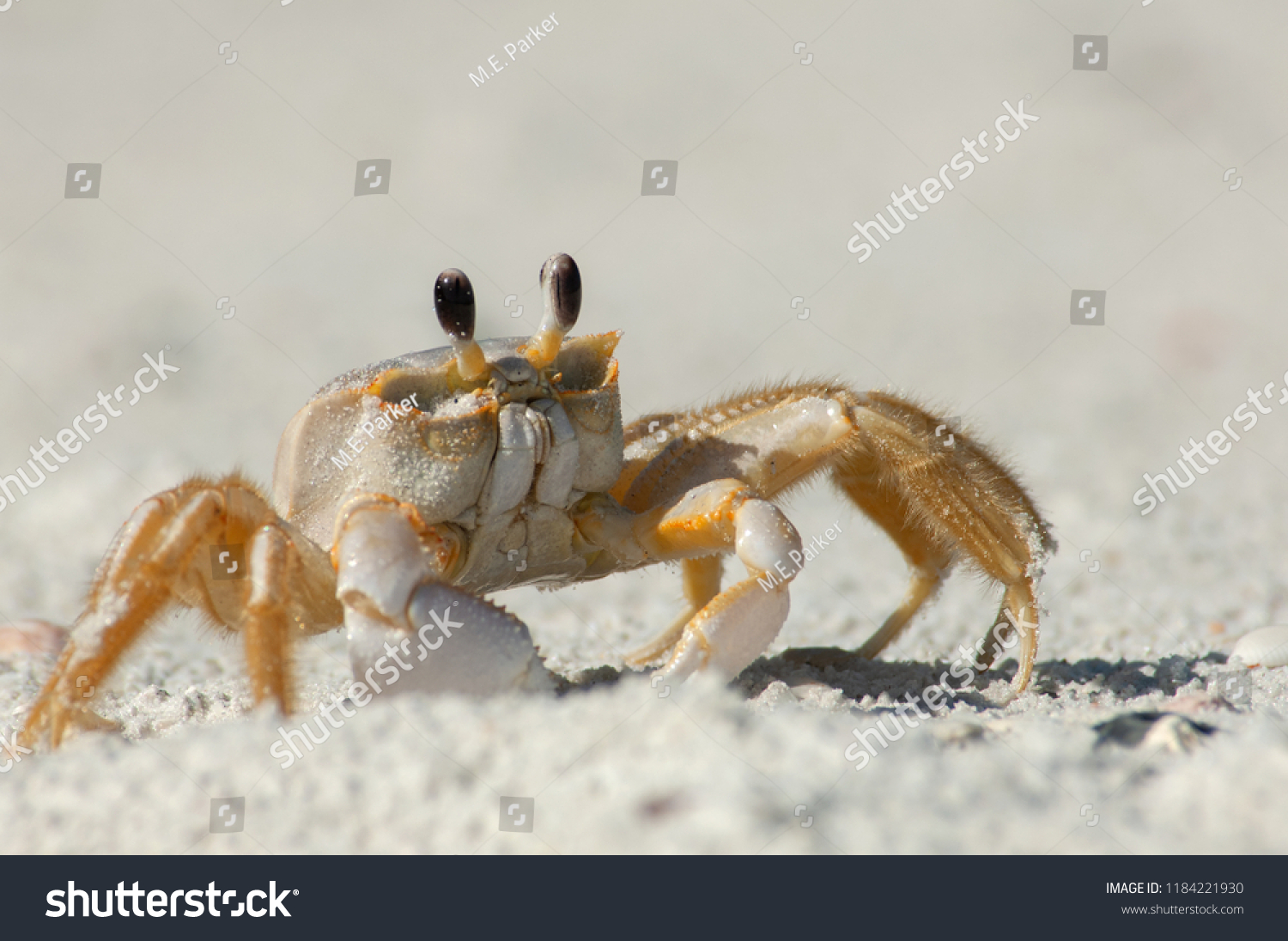 24,470 Crab Eyes Images, Stock Photos & Vectors | Shutterstock