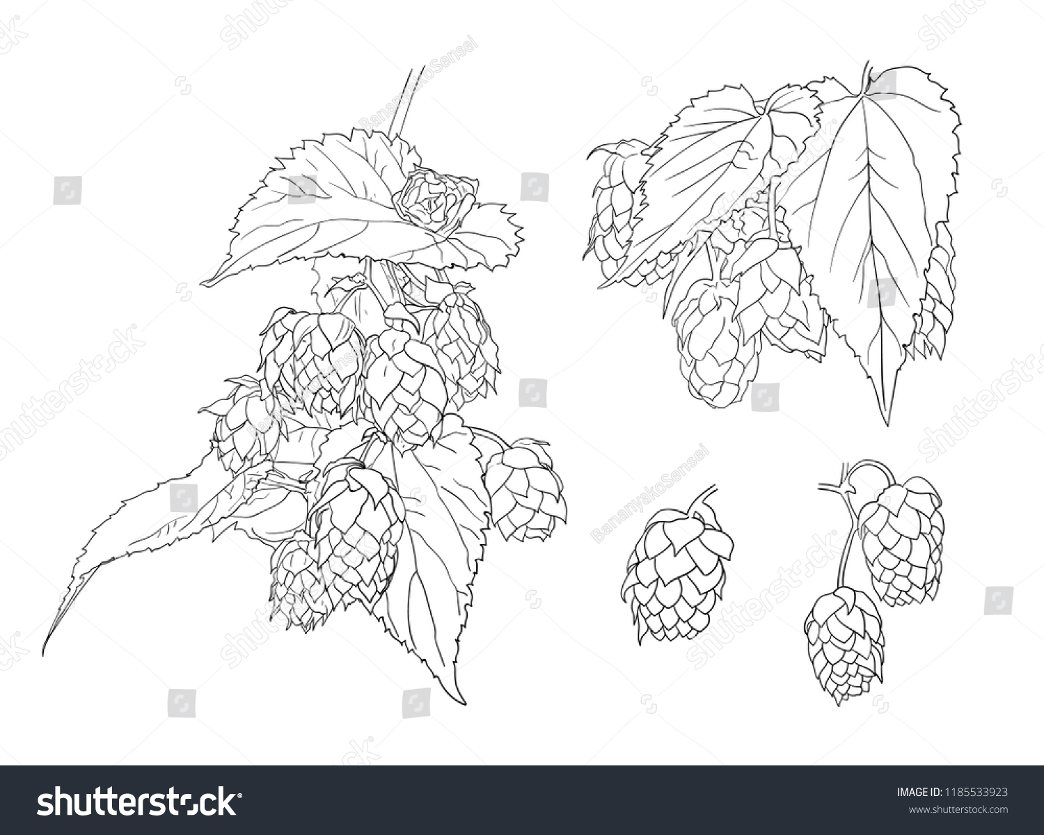 Vector Hop Plant Sketches Outline Black Stock Vector (Royalty Free ...