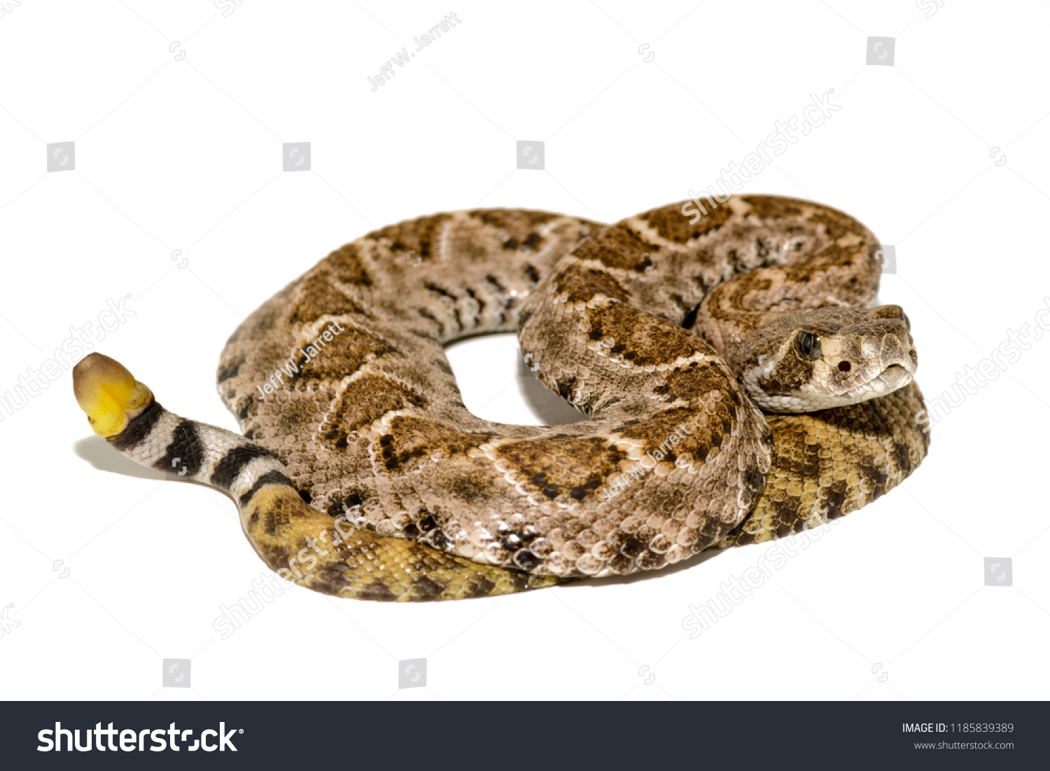 Western Diamondback Rattlesnake Texas Diamondback Crotalus Stock Photo ...