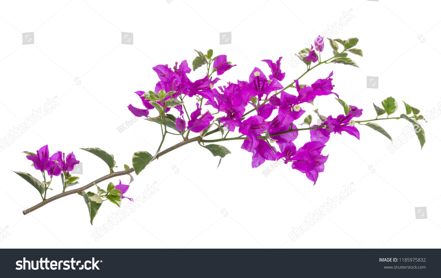 Bougainvilleas Isolated On White Stock Photo 1185975832 | Shutterstock