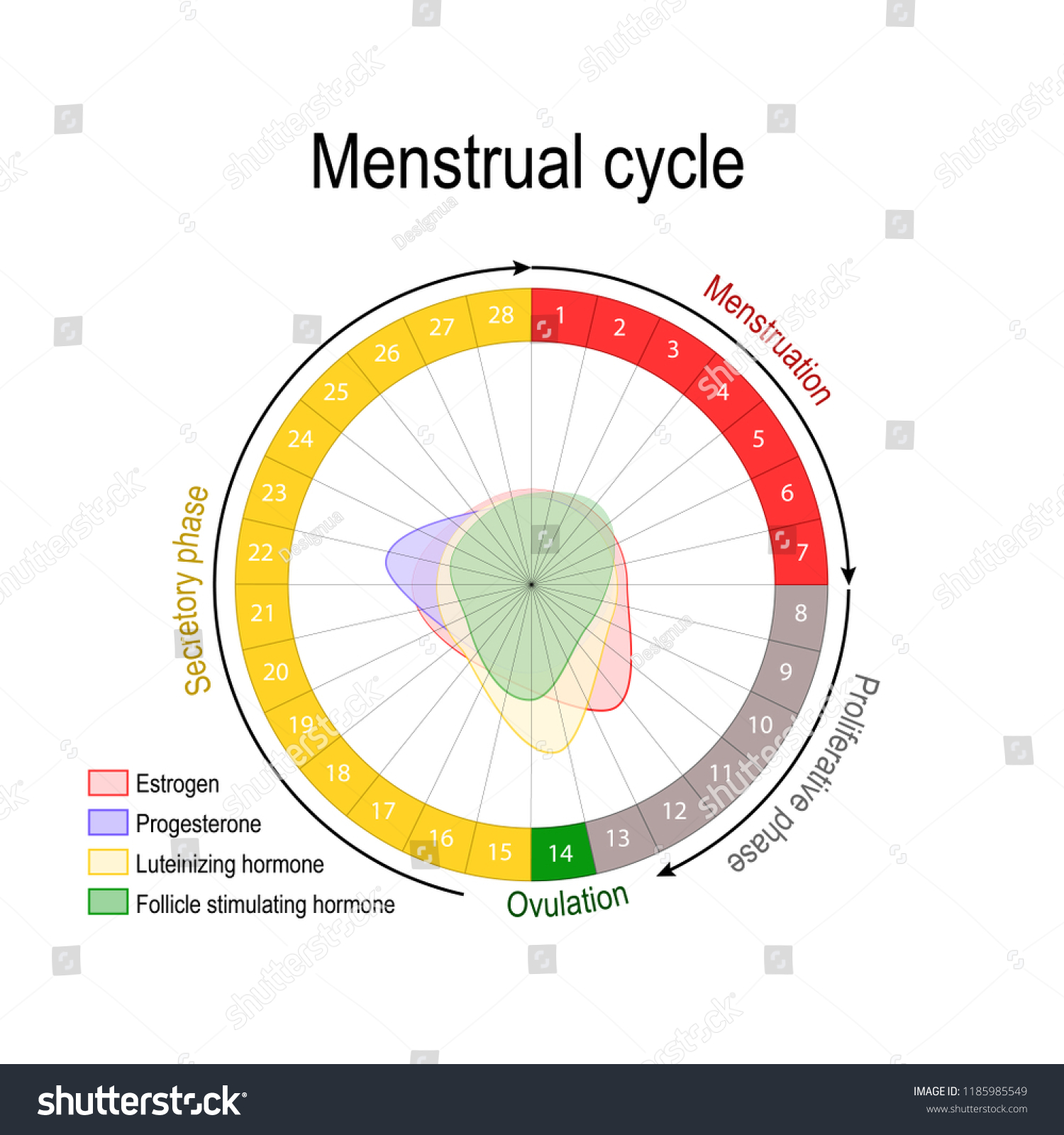 Menstrual Cycle Hormone Level Ovarian Cycle Stock Illustration Menstrual Cycle Hormone Level Ovarian Cycle Stock Illustration