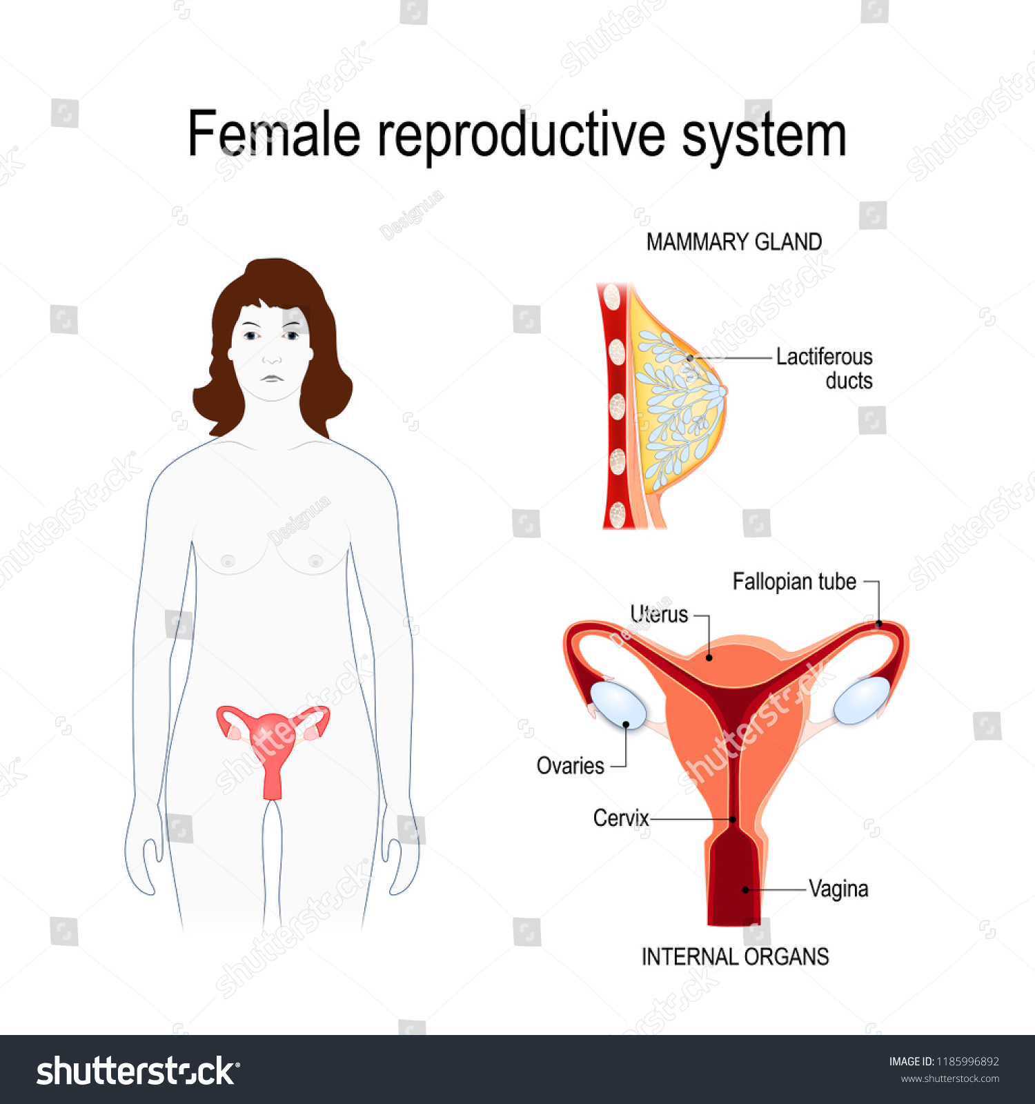 Vektor Stok Female Reproductive System Silhouette Woman Highlighted Tanpa Royalti 1185996892 1019