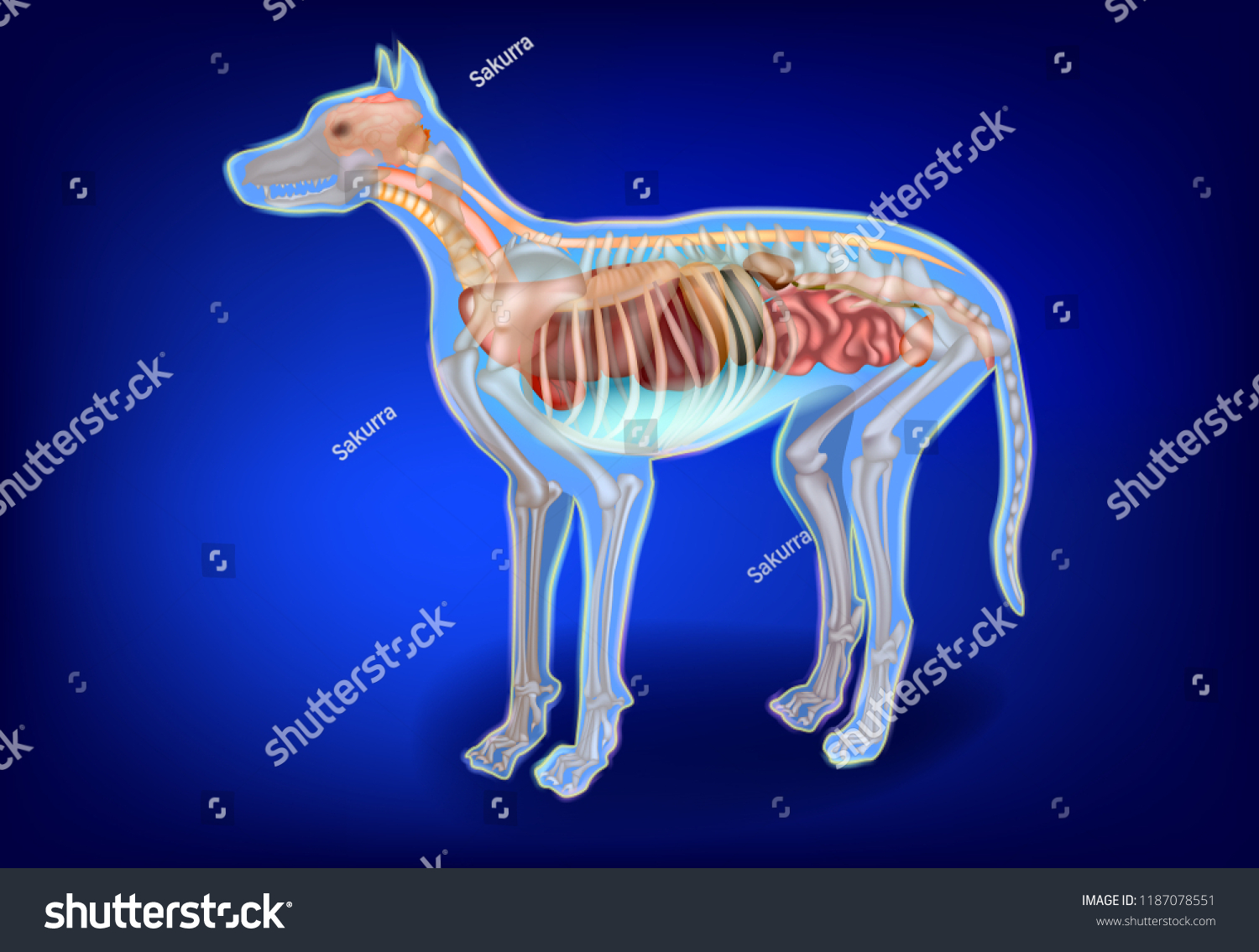 Canine Internal Organs Skeleton Dog Anatomy Stock Vector (Royalty Free ...